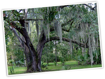 IMPERIAL TREE SERVICE IS DEDICATED TO THE HEALTH OF YOUR TREES.